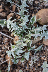 
Frost on Dandelion plant in the meadow. Taraxacum officinale plant on winter 