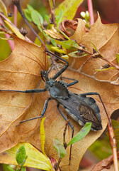 501-21 Wheell Bug on Leaf
