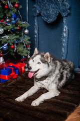 A gray husky dog lies on a fur rug against the backdrop of a Christmas tree and a decorative fireplace with his tongue out.