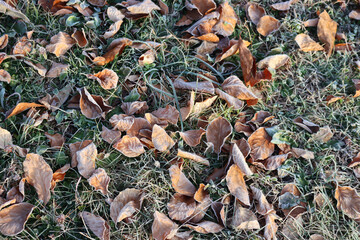 Close-up of frost on dry brown fallen leaves on grass at dawn on winter