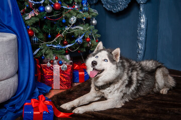 A gray husky dog lies on a fur rug against the backdrop of a Christmas tree and a decorative fireplace with his tongue out. © Михаил Гута
