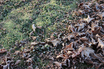 Dry Plane tree brown leaves covered by frost on green grass in the garden at dawn. Platanus occidentalis tree on winter