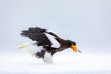 魚をついばむオオワシ