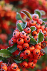 Close-up of frost onPyracantha bush with red berries on branch in the garden at dawn