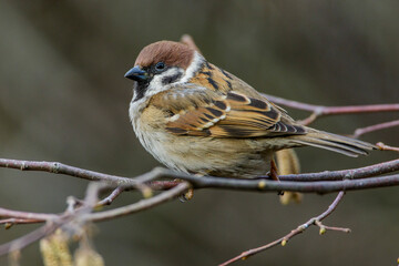 Feldsperling (Passer montanus)