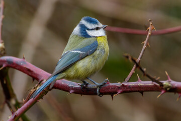 Blaumeise (Cyanistes caeruleus)