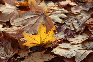 Freshly fallen yellow leaf in the garden. Autumn background
