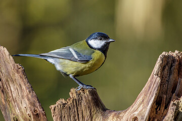 Kohlmeise (parus major)