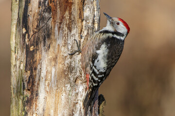 Mittelspecht (Leiopicus medius)