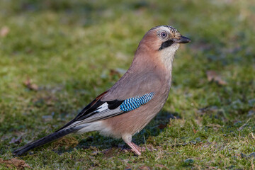 Eichelh&auml;her (Garrulus glandarius)