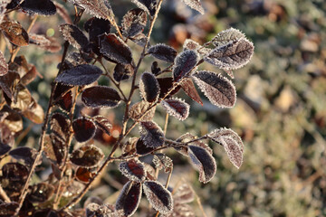 Loropetalum japonica bush covered by frost at dawn on winter. Loropetalum bush in the garden 