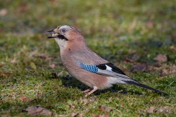 Eichelhäher (Garrulus glandarius)
