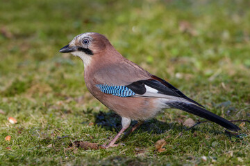 Eichelhäher (Garrulus glandarius)
