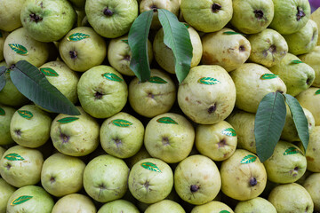 resh guava in large quantity