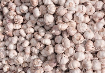  full garlic in large quantity