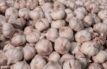 full garlic on display