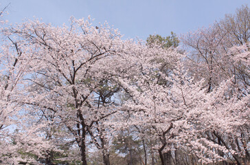 Naklejka premium sakura tree in the seoul park