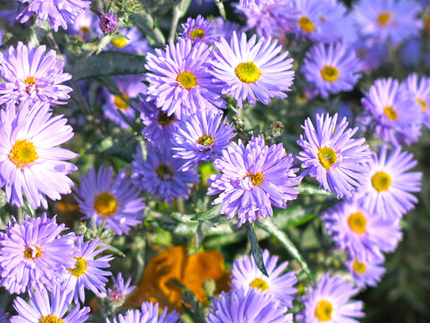 blue fluffy autumn daisies before frost in the garden