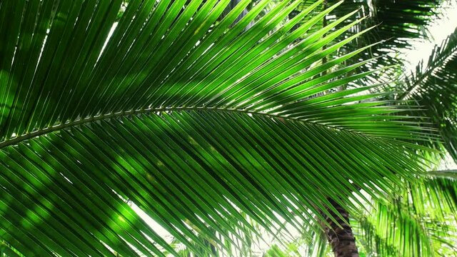 sunlight shining through coconut leaves swaying in the wind