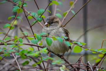 Berliner Spatz