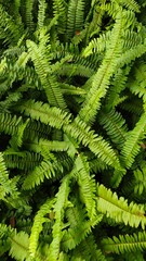 fern leaves