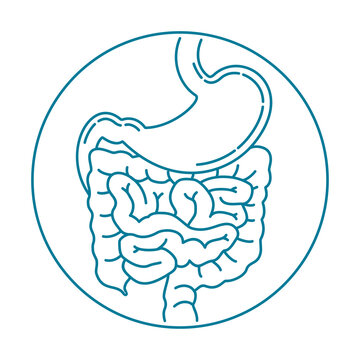 Digestive system anatomic icon in thin line