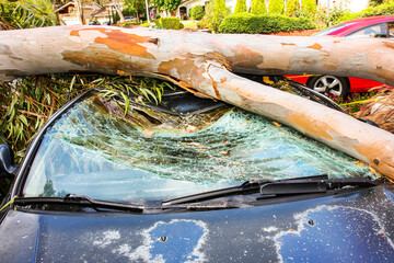 Tree falls on cars smashing them into a total loss.