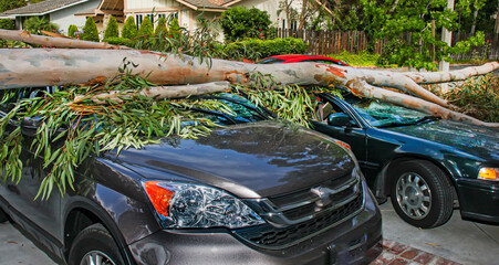 Tree falls on cars smashing them into a total loss.