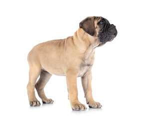 puppy bullmastiff in studio