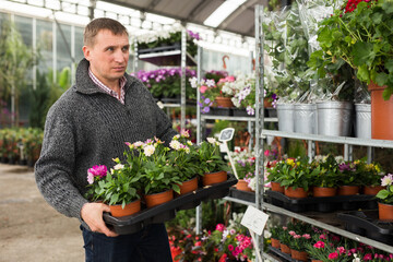 Positive male worker of gardening and flowers shop arranging potted flowers on racks
