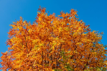 Die Baumkrone eines Speierlings mit gelb verfärbtem Herbstlaub vor blauem Himmel