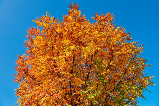 Die Baumkrone eines Speierlings mit gelb verf&auml;rbtem Herbstlaub vor blauem Himmel