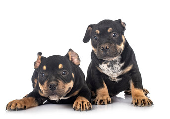puppies american bully in studio