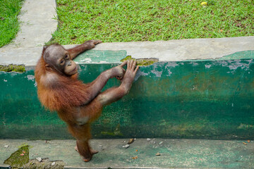Orangutan in the park. Wildlife animals from Sumatra. 