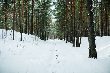 Pine winter forest in warm and snowy day. Winter landscape.