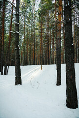 Fototapeta premium Pine winter forest in warm and snowy day. Winter landscape.