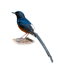 Male White-rumped Shama perching on a perch