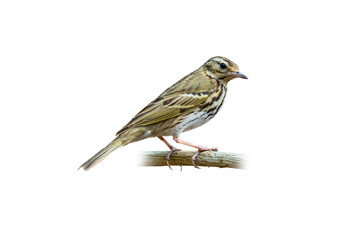Olive-Backed Pipit perching on a perch