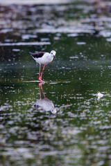 Black-winged Stilt feeding at eye level in natural pond