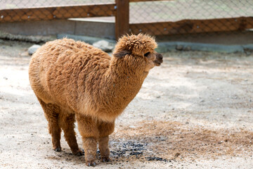 Peruvian Llama. Farm of llama,alpaca,Vicuna in Peru,South America. Andean animal.Llama is South American camelid