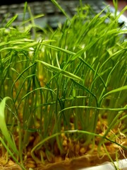 grass in the garden