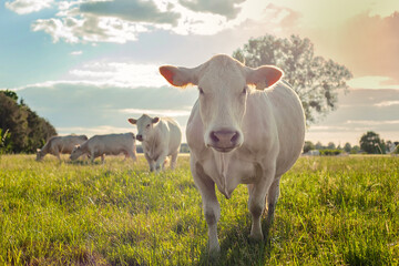 Fototapeta na wymiar White bull feeling curious and looking at the camera. Cattle at sunrise.