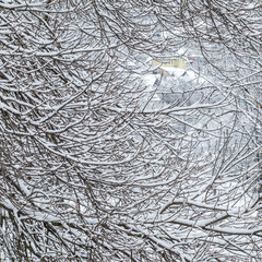 Fairytale fluffy snow-covered trees branches, nature scenery with white snow and cold weather....