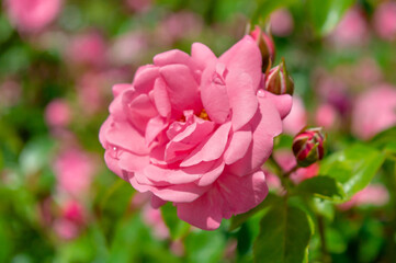 Rose Livia Meikifunk Pink rose in the park garden close up view