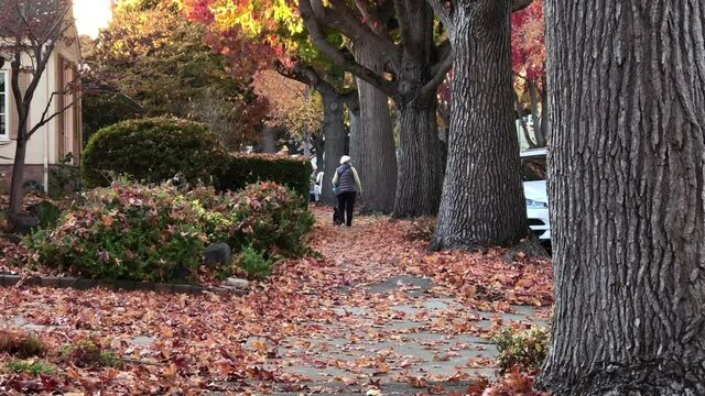 4K HD Video Zooming In As Older Person Walks Away Walking A Small Black Dog On A Leaf Covered Sidewalk Lined With Tall Gum Trees
