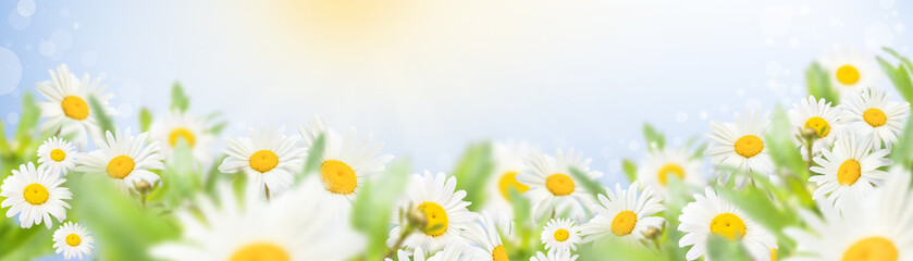 White chamomile on a meadow against a blue sky with rays of a bright sun