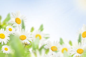 White chamomile in a meadow against a blue sky with rays of a bright sun