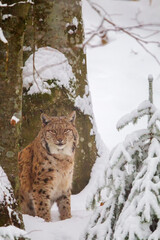 Eurasian lynx (Lynx lynx) in the snow in the animal enclosure in the Bavarian Forest National Park, Bavaria, Germany.