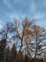 
Trees in the winter forest against the blue sky