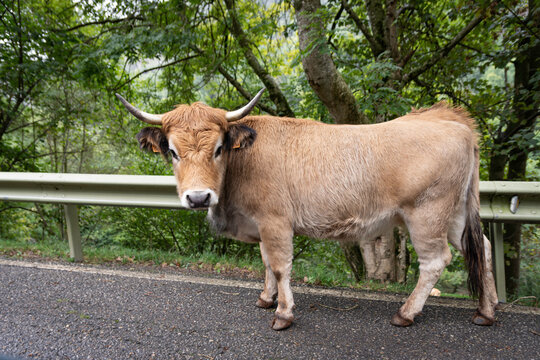 animals on the road, a big cow has jumped on the road